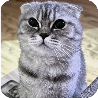 🐱 emoji БОЛЬШЕ ⇨ @CLOOBHUB МЕМЫ MEMES TG ТГ МАРВЕЛ MARVEL Telegram sticker 22 of 57