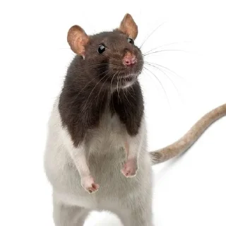 🌟 emoji RatsomeRats2.0 Telegram sticker 22 of 73