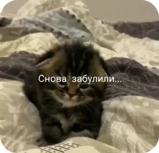 🌟 emoji анчикпикчи 🤵‍♀ Telegram sticker 10 of 65