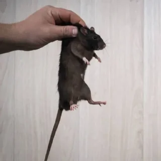 🌟 emoji RatsomeRats2.0 Telegram sticker 21 of 73