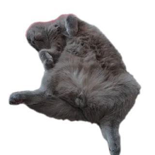 🐱 emoji StikerKit Telegram sticker 9 of 24