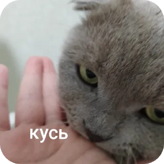 ✋ emoji StikerKit Telegram sticker 18 of 24