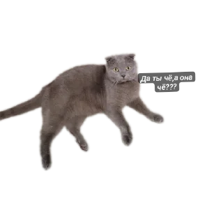 🐱 emoji StikerKit Telegram sticker 24 of 24