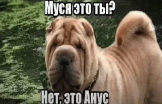 🐶 emoji мемы Telegram sticker 17 of 66