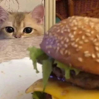 🍔 emoji @tgsti / милые котики Telegram sticker 23 of 27