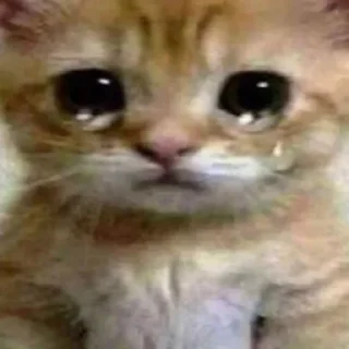 😭 emoji @tgsti / милые котики Telegram sticker 21 of 27
