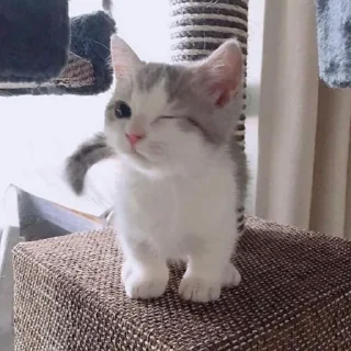 😉 emoji @tgsti / милые котики Telegram sticker 9 of 27