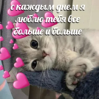 ❤️ emoji @tgsti / милые котики Telegram sticker 13 of 27