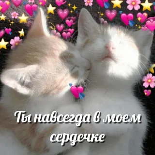 ❤️ emoji @tgsti / милые котики Telegram sticker 14 of 27