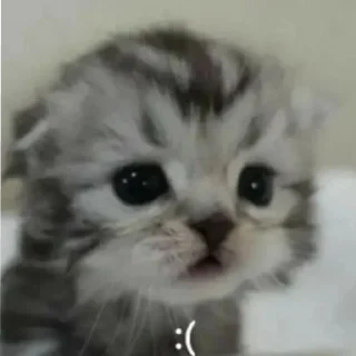 😢 emoji @tgsti / милые котики Telegram sticker 16 of 27