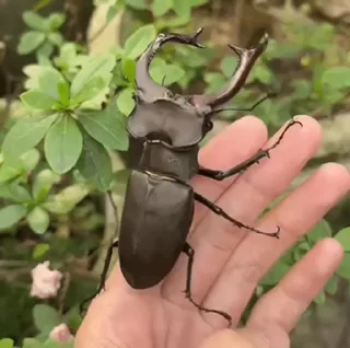 Sticker from Bugs