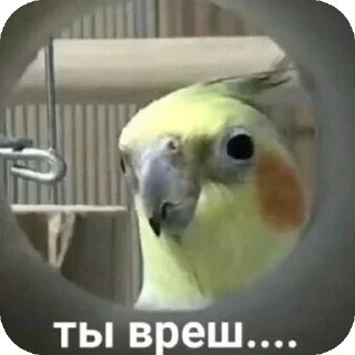 😒 emoji Попугайчики Telegram sticker 18 of 26