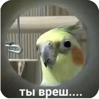 😒 emoji Попугайчики Telegram sticker 22 of 26