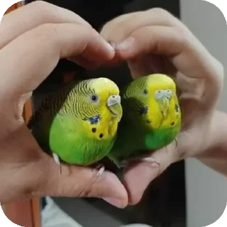 ❤ emoji Попугайчики Telegram sticker 23 of 26