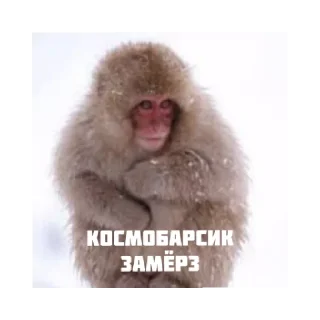 ❄️ emoji Космобарсик монке Telegram sticker 13 of 22