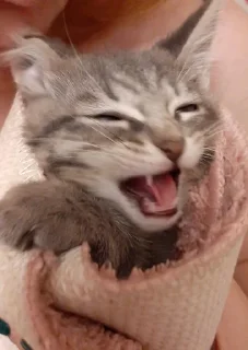 😄 emoji Балконный окорок Telegram sticker 7 of 49