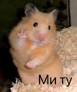 😜 emoji Хомычи Telegram sticker 11 of 19