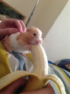 🍌 emoji Хомычи Telegram sticker 8 of 19