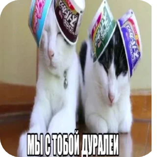 🐱 emoji Галава два уха 🤍 Telegram sticker 9 of 81