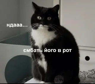 🫤 emoji Файні скатеняки Telegram sticker 16 of 105