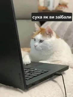 🤡 emoji Файні скатеняки Telegram sticker 18 of 105