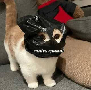 🫰 emoji Файні скатеняки Telegram sticker 12 of 105