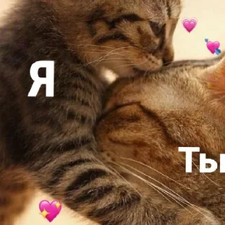 😄 emoji Котики<3 Telegram sticker 13 of 41