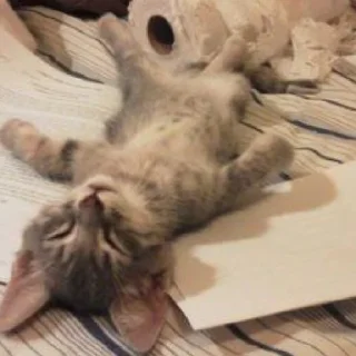 Sticker from Котики<3