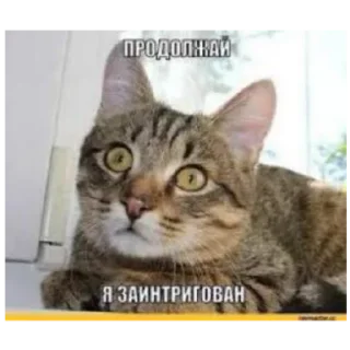 Sticker from Nigers dy @Kotik_shlapkin
