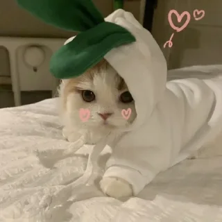 😻 emoji っ♡котики♡と Telegram sticker 10 of 20