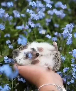 🌟 emoji ежик агри Telegram sticker 21 of 37