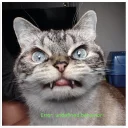 😾 emoji pro.cxx Community Telegram sticker 13 of 31