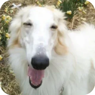 🤨 emoji Хорти Telegram sticker 21 of 63