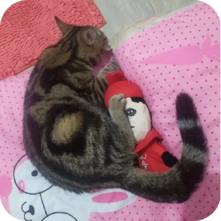 🐱 emoji PlusheLoveYou by @Maslenka1911 Telegram sticker 24 of 83