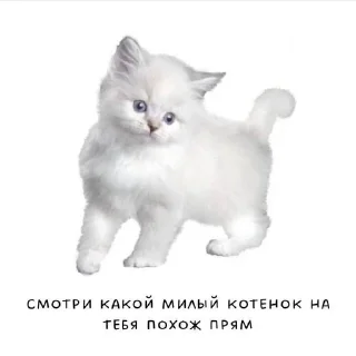 😻 emoji Love❤ Telegram sticker 11 of 51