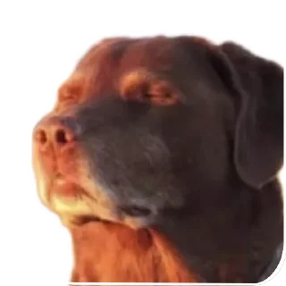 🐶 emoji @Furkatovvcc7 Telegram sticker 5 of 52