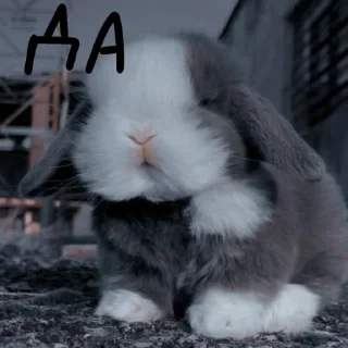 🐰 emoji Зайчики на все случаи жизни Telegram sticker 7 of 57