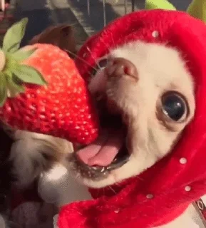 🍓 emoji чихуяшки (ks) Telegram sticker 15 of 54