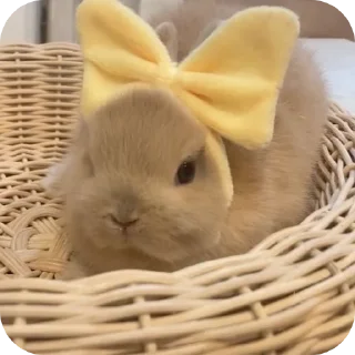 🐰 emoji Кролики от @qwekx1 Telegram sticker 6 of 46