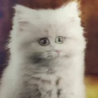 😑 emoji Пирожковоя Telegram sticker 6 of 70