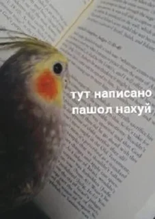 😌 emoji Арсений Telegram sticker 10 of 64
