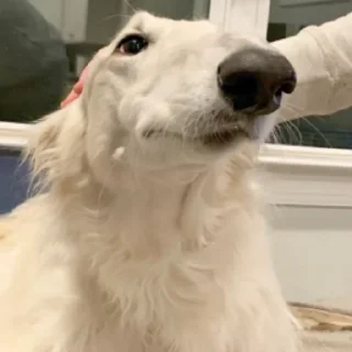 🤨 emoji borzoi Telegram sticker 10 of 25
