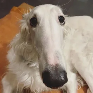 😧 emoji borzoi Telegram sticker 17 of 29