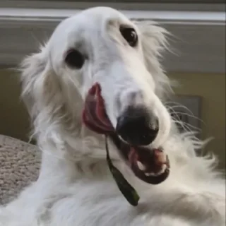 😛 emoji borzoi Telegram sticker 8 of 25