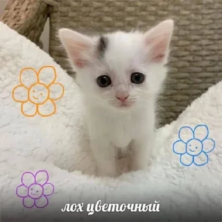 😂 emoji Котеке 2 Telegram sticker 23 of 90