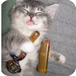 🫥 emoji meowarechka;) Telegram sticker 19 of 120