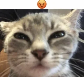 😡 emoji meow Telegram sticker 13 of 65
