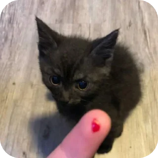 🐱 emoji Набор Ками Telegram sticker 17 of 33