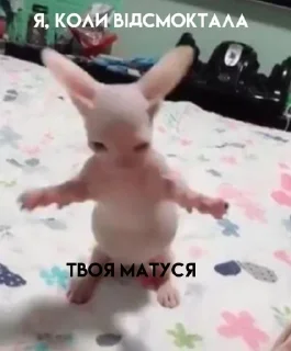 🐈 emoji Мурка манюня Telegram sticker 19 of 28