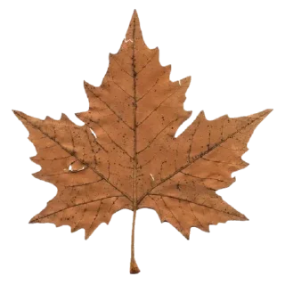 🍁 emoji my aesthetic 🥺 Telegram sticker 6 of 46